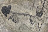 Two Discosauriscus (Permian Reptiliomorph) - Czech Republic #129657-4